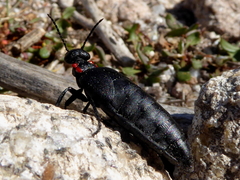 Physomeloe corallifer