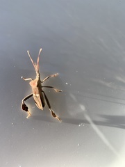 Leptoglossus phyllopus