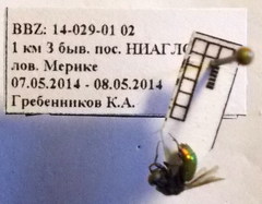 Pseudochrysis neglecta