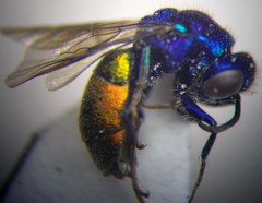 Pseudochrysis neglecta