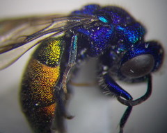 Pseudochrysis neglecta
