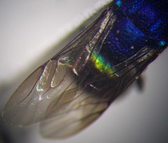 Pseudochrysis neglecta
