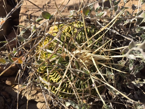 Stenocactus multicostatus