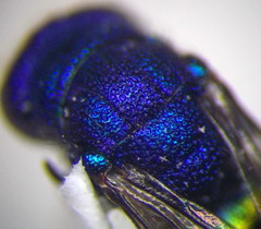 Pseudochrysis neglecta