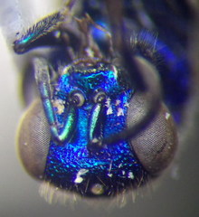 Pseudochrysis neglecta