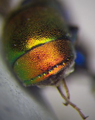 Pseudochrysis neglecta