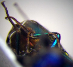 Pseudochrysis neglecta
