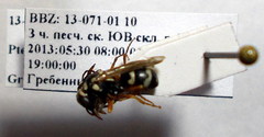Pterocheilus phaleratus