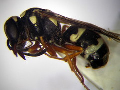 Pterocheilus phaleratus