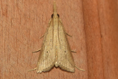 Scirpophaga incertulas