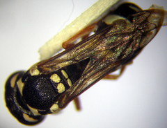 Pterocheilus phaleratus