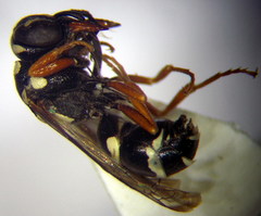 Pterocheilus phaleratus