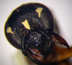 Pterocheilus phaleratus