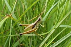 Podismopsis genicularibus