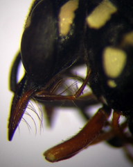 Pterocheilus phaleratus