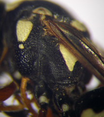 Pterocheilus phaleratus