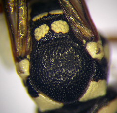 Pterocheilus phaleratus