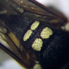 Pterocheilus phaleratus