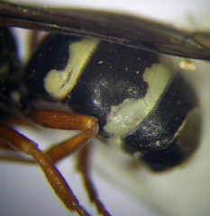 Pterocheilus phaleratus