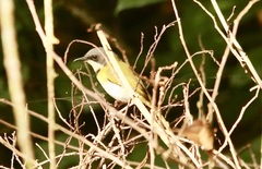 Apalis ruddi