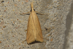Scirpophaga incertulas