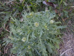 Acicarpha tribuloides