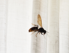 Vespa velutina