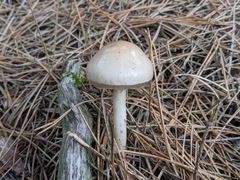 Zhuliangomyces illinitus