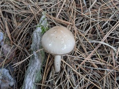Zhuliangomyces illinitus