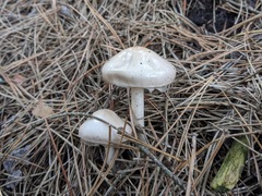 Zhuliangomyces illinitus