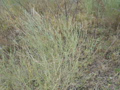 Baccharis notosergila