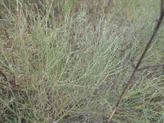 Baccharis notosergila