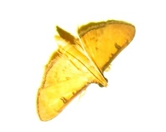 Tatobotys