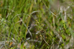 Carex oligosperma