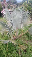 Bismarckia