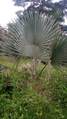 Bismarckia