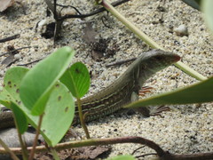 Ameiva bifrontata divisa