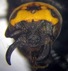 Scolia galbula
