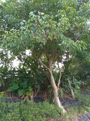 Crateva adansonii formosensis