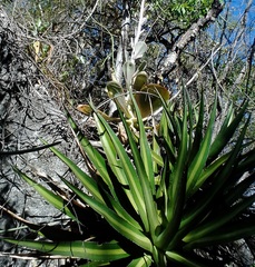 Agave ghiesbreghtii