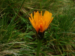 Scorzoneroides crocea