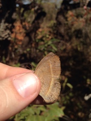 Yphthimoides patricia