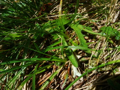 Scorzoneroides crocea