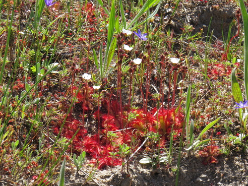 Drosera trinervia
