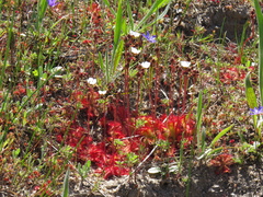 Drosera trinervia