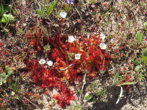 Drosera trinervia