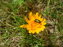 Scorzoneroides crocea