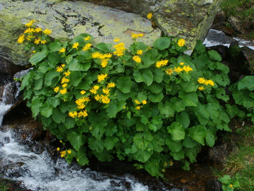 Doronicum cataractarum, photograph 3