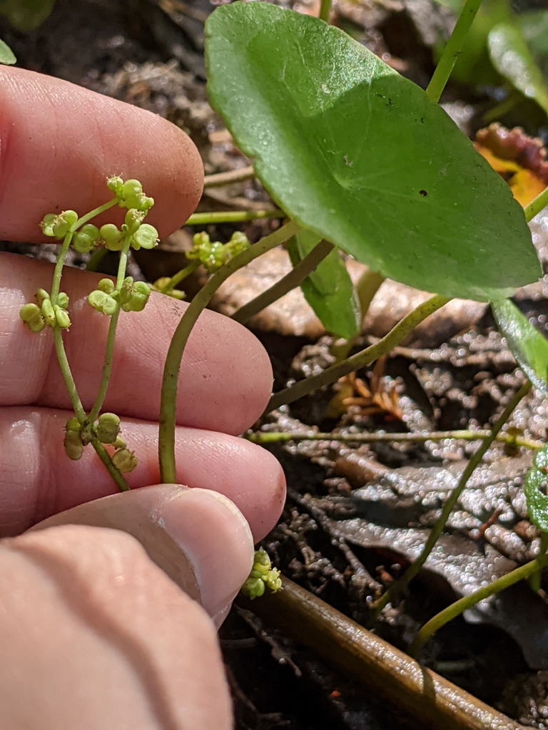 Hydrocotyle verticillata, Tarrytown, Austin, TX 78703, USA