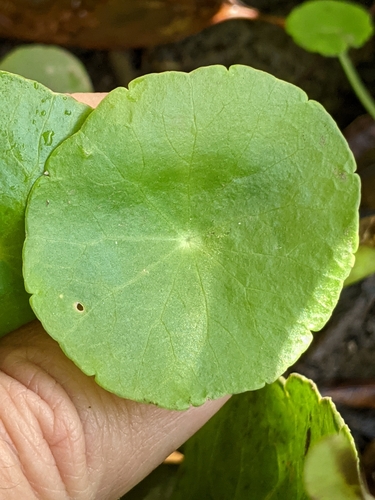 Hydrocotyle verticillata